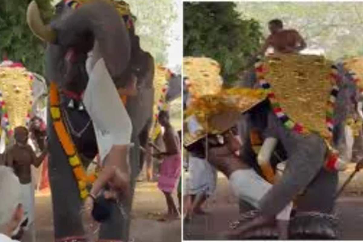 Scene șocante la un festival! Un elefant a aruncat un bărbat în mulțime. Totul a fost filmat