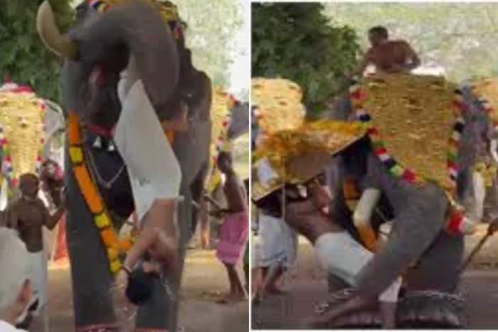 Scene șocante la un festival! Un elefant a aruncat un bărbat în mulțime. Totul a fost filmat