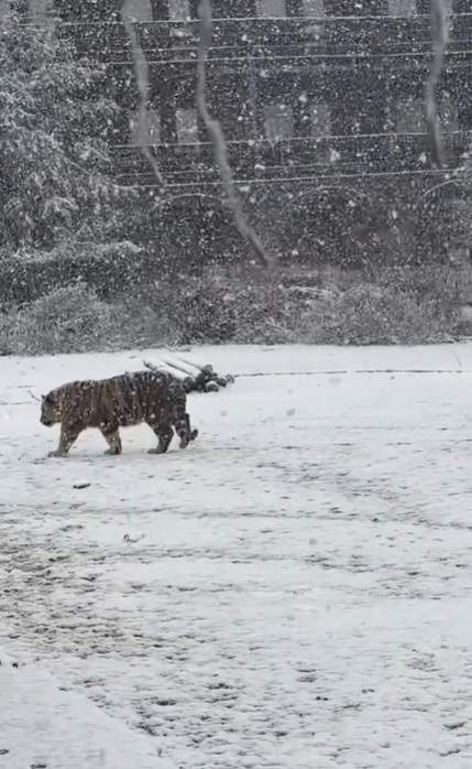 Imagini incredibile filmate în Dâmbovița! Un tigru siberian, surprins în timp ce se plimba într-o curte
