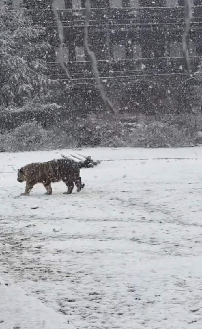 Imagini incredibile filmate în Dâmbovița! Un tigru siberian, surprins în timp ce se plimba într-o curte