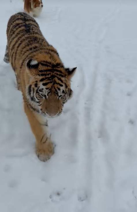 Imagini incredibile filmate în Dâmbovița! Un tigru siberian, surprins în timp ce se plimba într-o curte