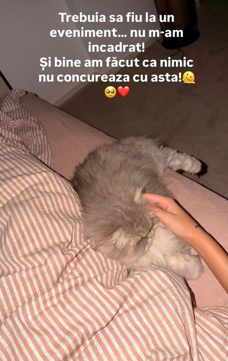 Pisica Ramonei Olaru