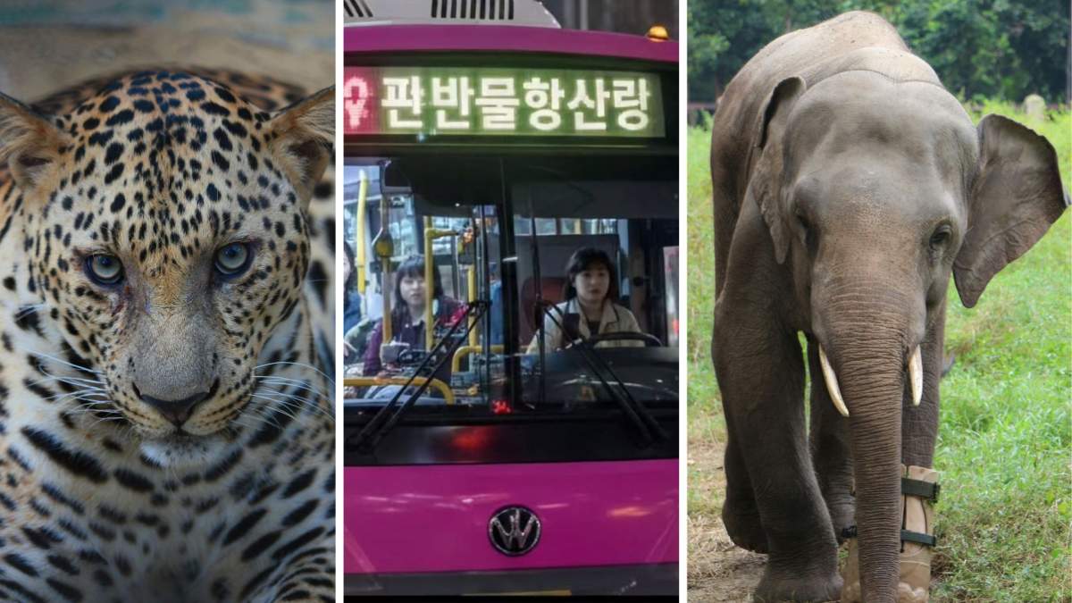 Colaj foto cu un jaguar, autobuz și un elefant