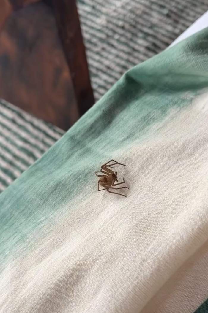 Păianjenul din patul lui Marilu Dobrescu