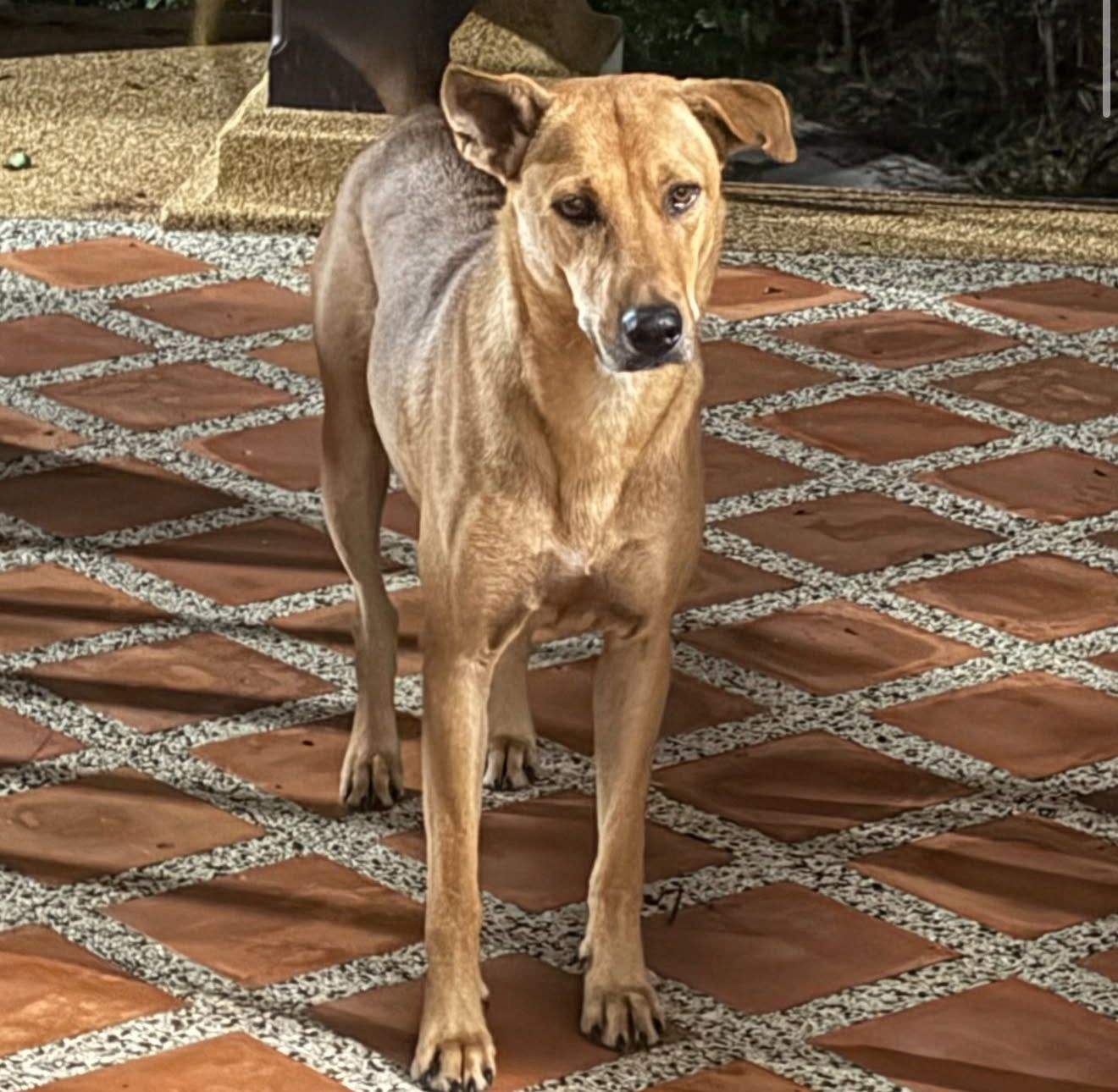 Noul prieten al lui Radu Vâlcan.