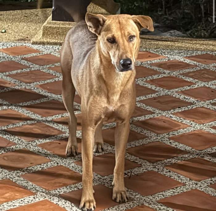 Noul prieten al lui Radu Vâlcan.