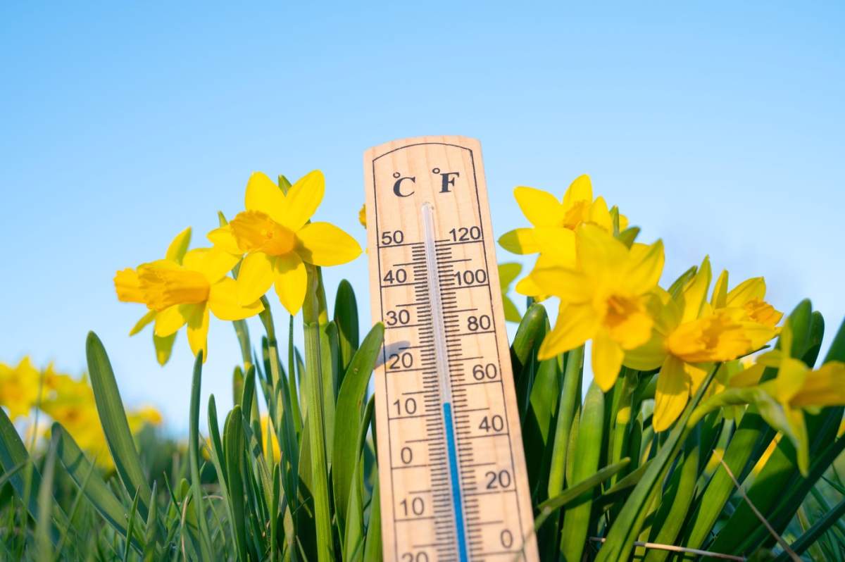 Termometru cu narcise, cer albastru, soare, măsurarea temperaturii primăvara, prognoza meteo, zi însorită de primăvară