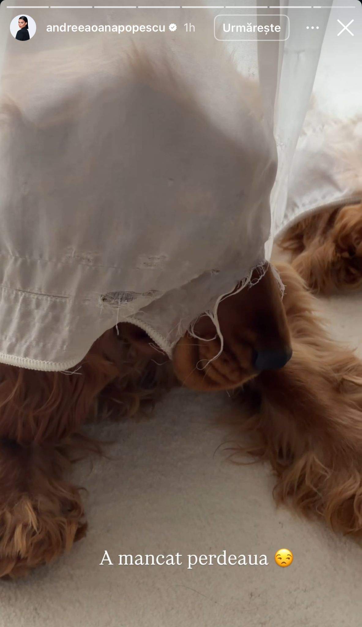 Cățelul Andreei Popescu a mâncat perdeaua