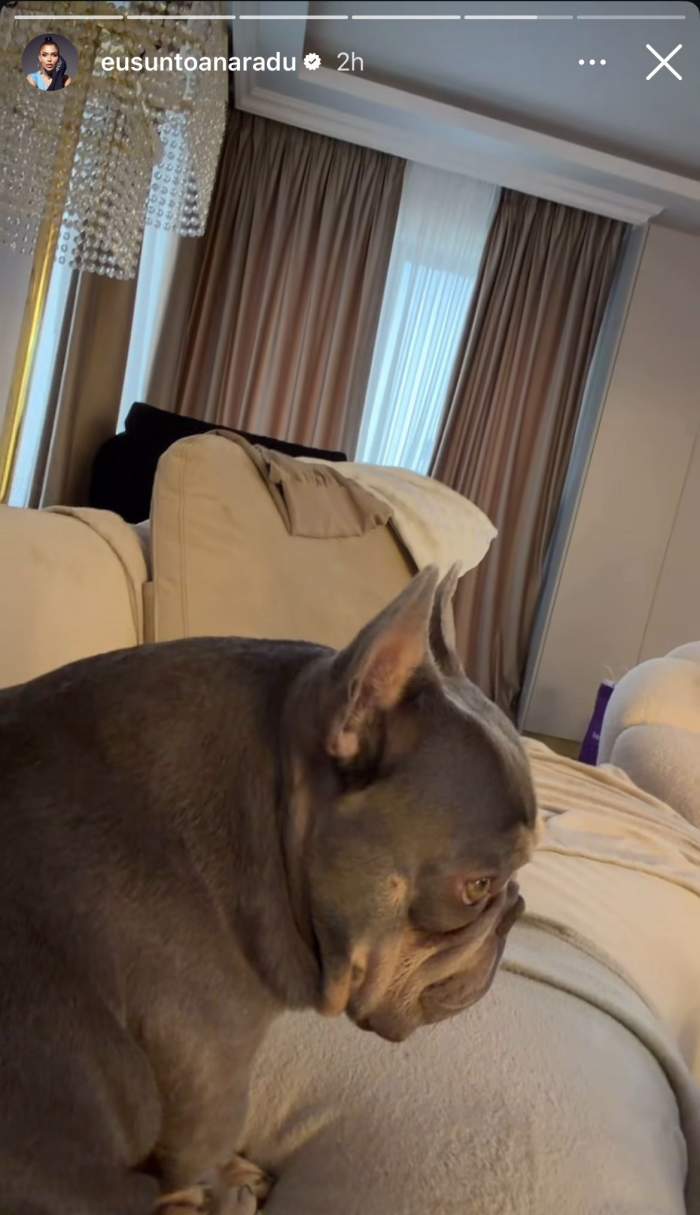 Cățelul Oanei Radu