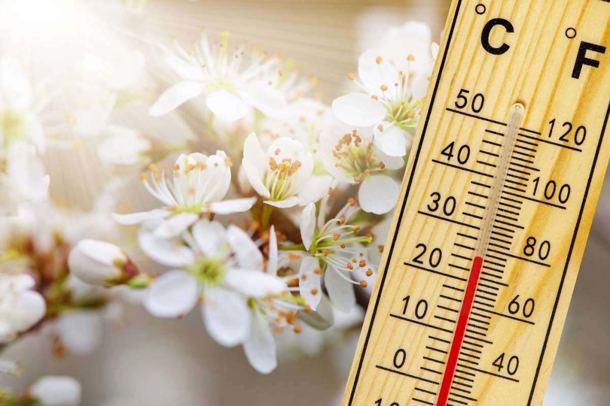 termometru și flori