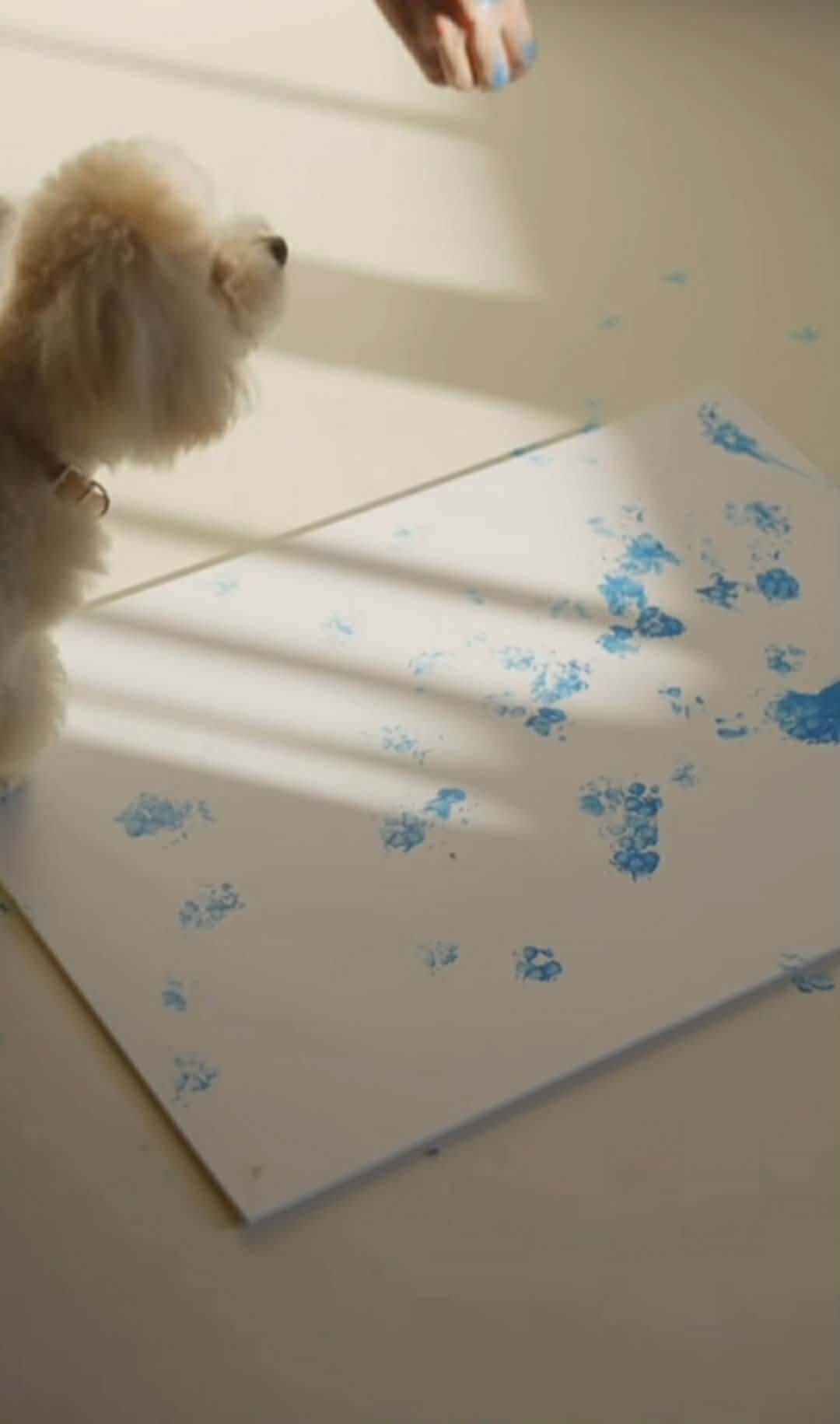 câinele Mariei Vigheciu