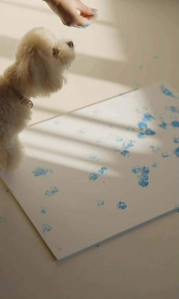 câinele Mariei Vigheciu