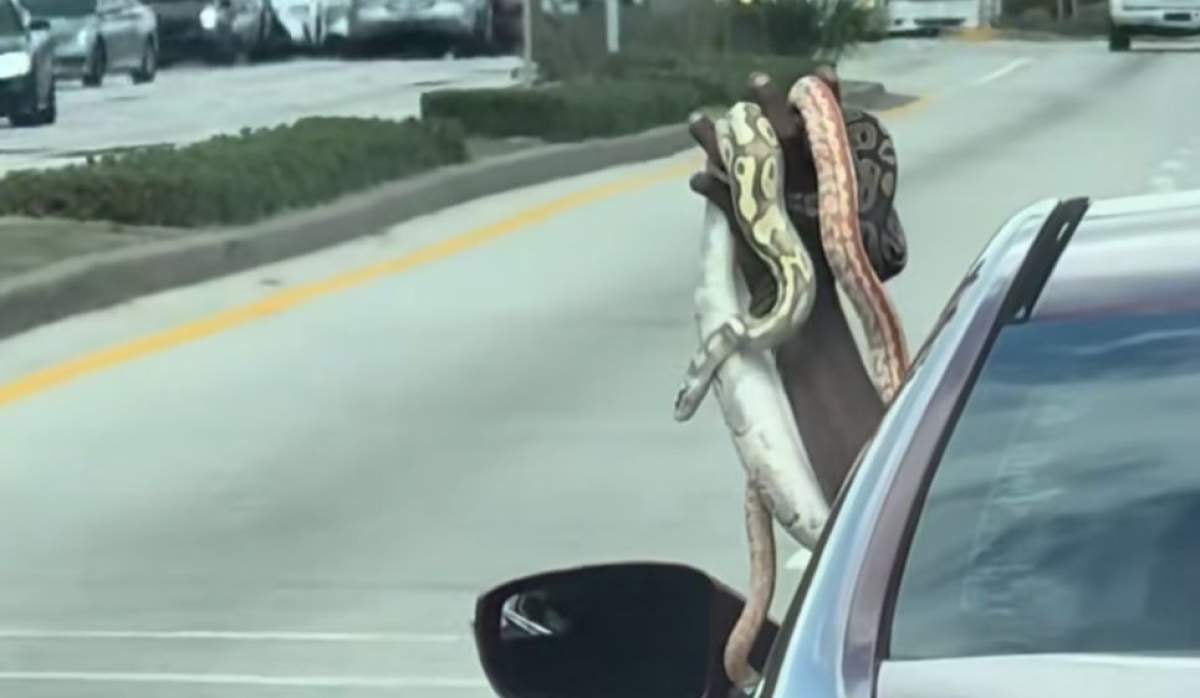 Omul cu șerpii în mână