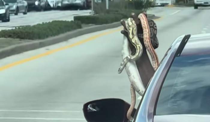 Omul cu șerpii în mână