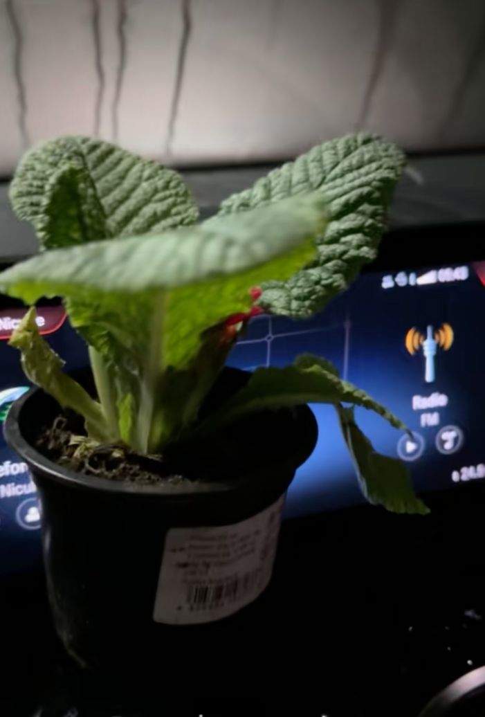 Andrei Niculae s-a trezit cu o floare în parbrizul mașinii