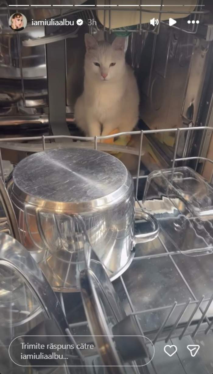 iulia albu pisica