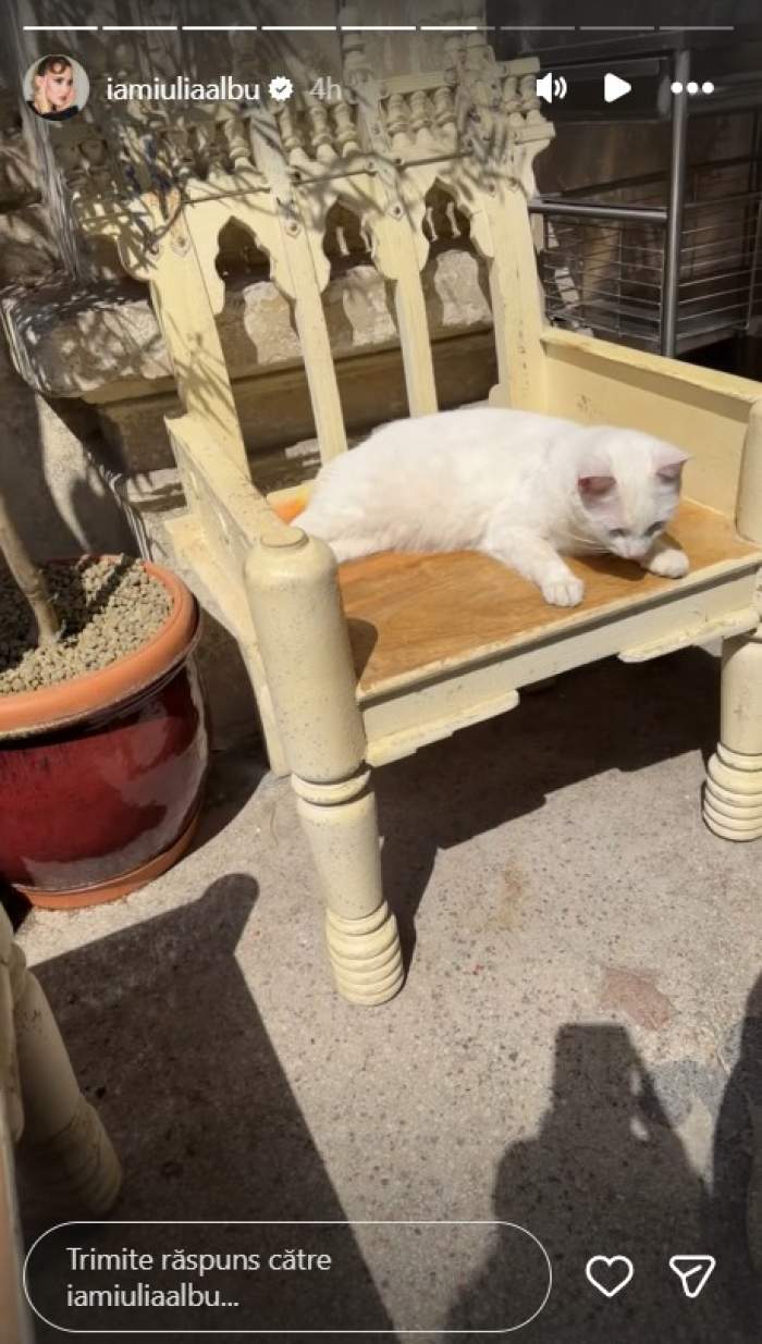iulia albu pisica