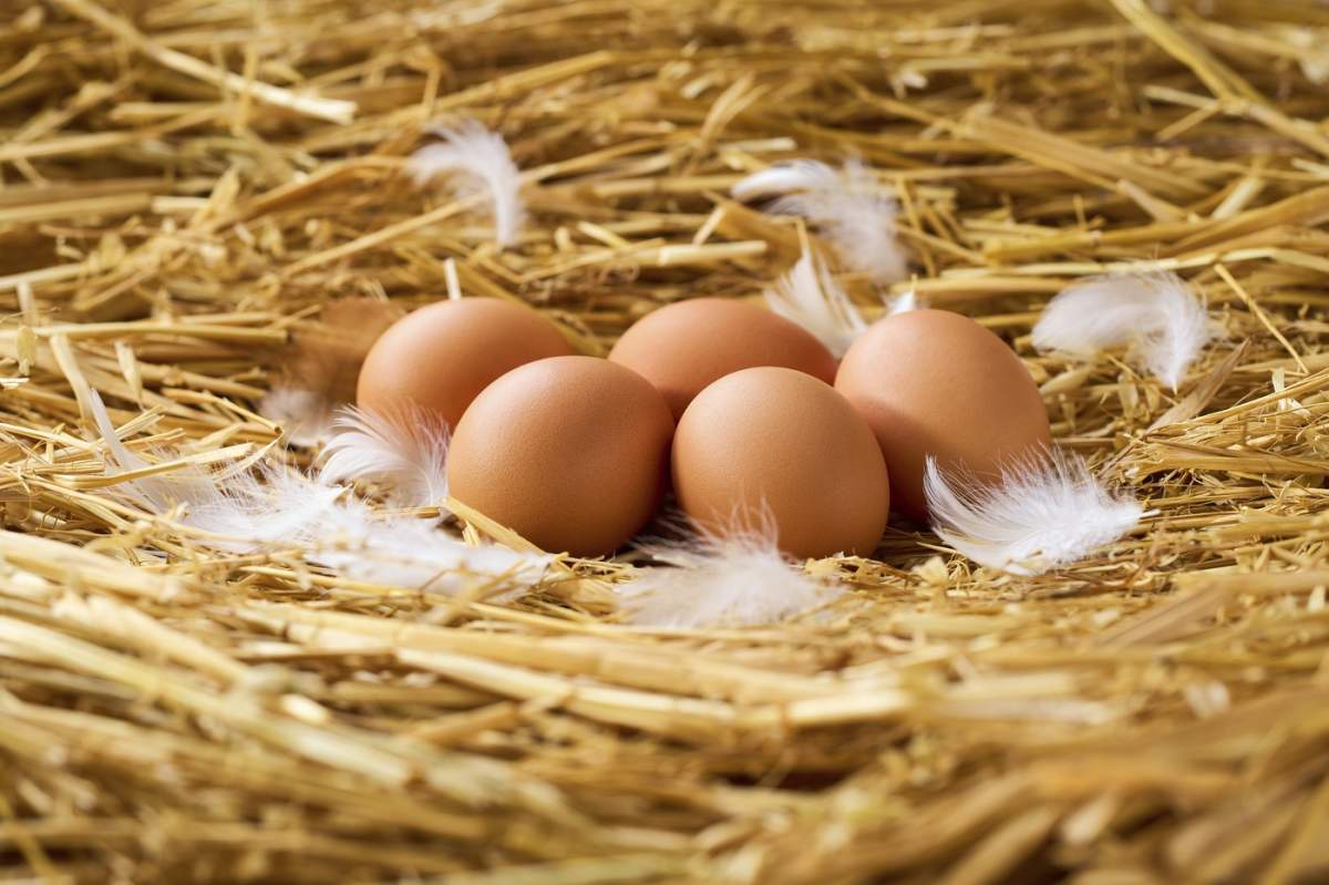 Ouă crude de găină într-un cuib așezat pe o pernă de paie, focalizare selectivă