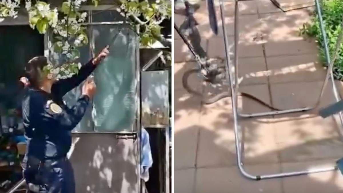 Colaj foto cu jandarmii care au scos șarpele din casa femeii