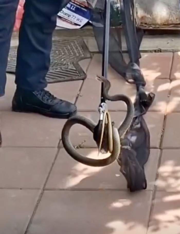 Șarpele de aproximativ doi metri