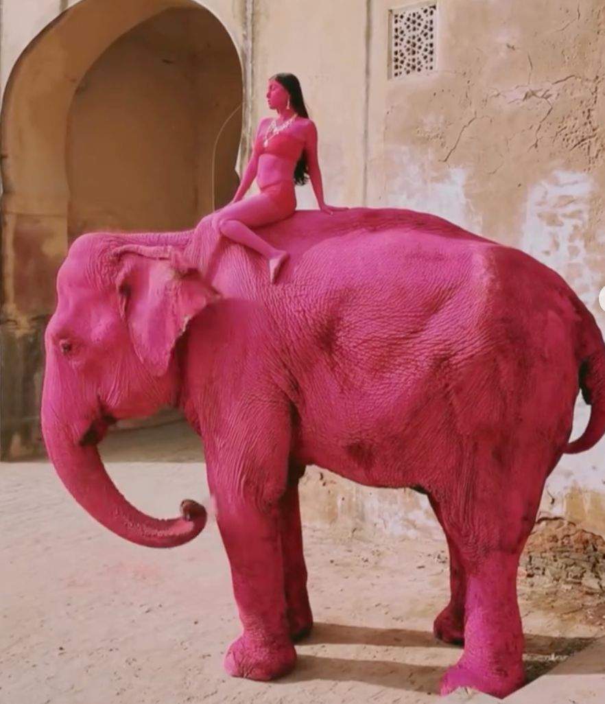 Elefantul și influencerița care l-a vopsit