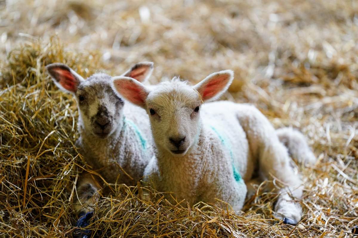 Mieii nou-născuți la ferma Manor din Wilstead, Bedfordshire, în timp ce sezonul de fătare este în desfășurare la casa turmei de oi de la Woolmens' London Sheep Drive