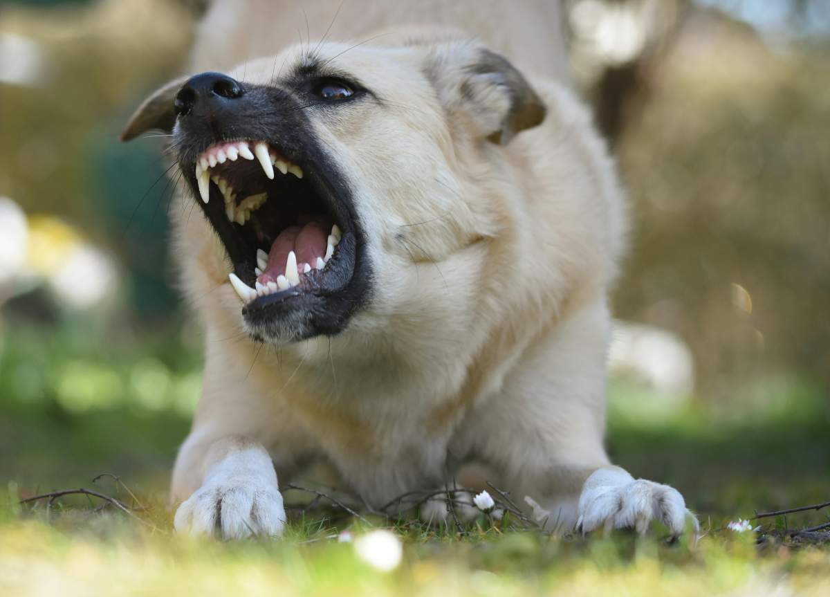 Câine agresiv