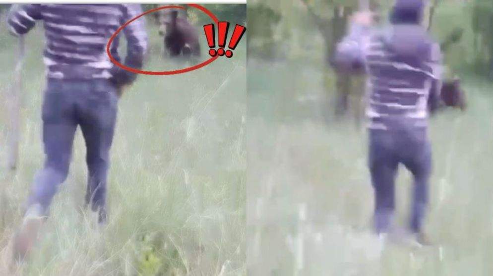 Colaj foto cu ursul dintr-o pădure din Vâlcea