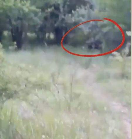 Urs fugărit cu lopata