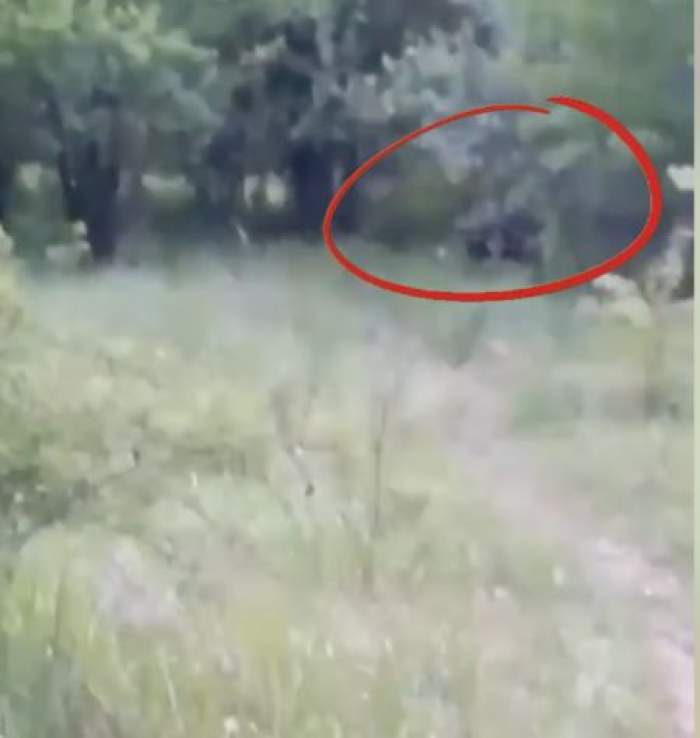 Urs fugărit cu lopata