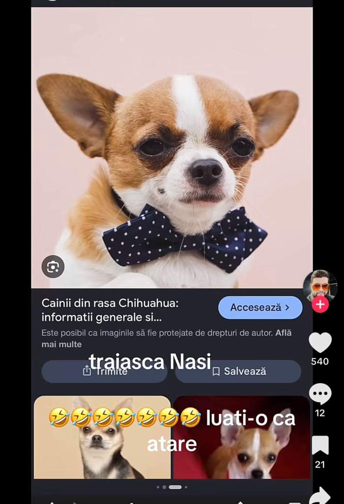 Miraj Tzunami și-a comparat fratele cu un câine