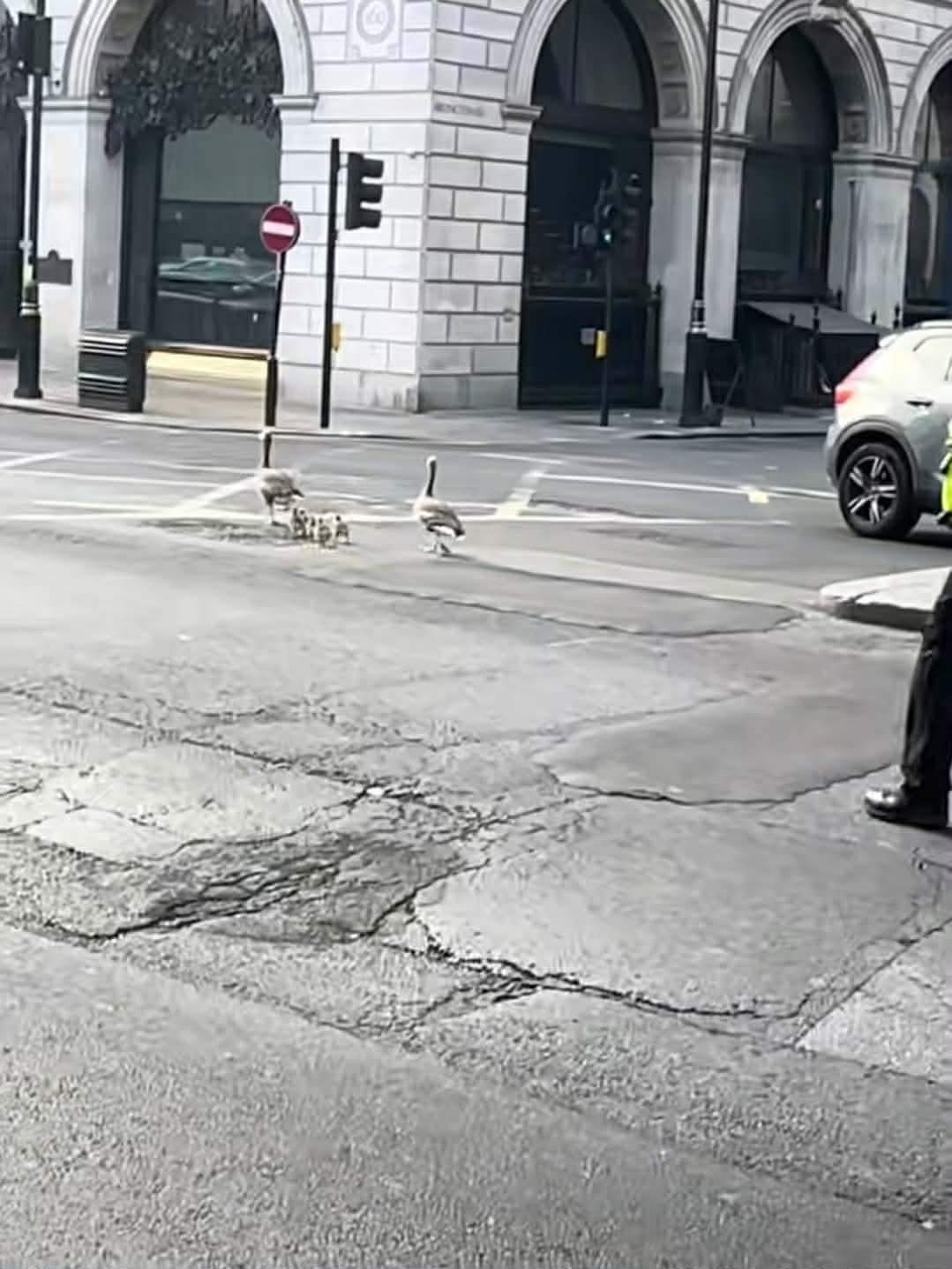 rațe escortate