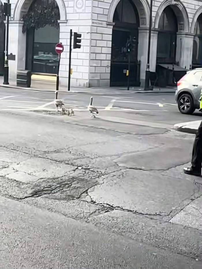 rațe escortate