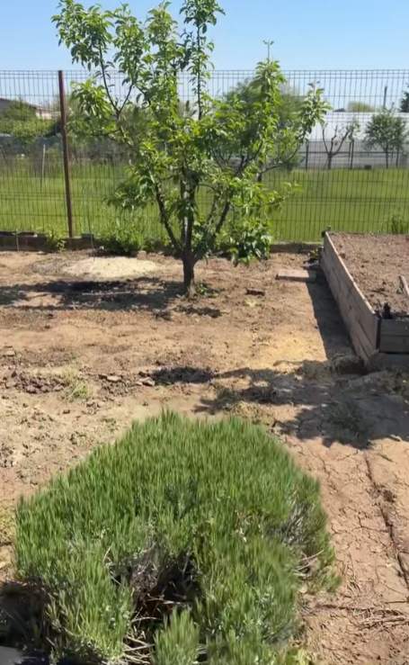 Cum arată grădina Ioanei Ginghină. Actrița a făcut turul în costum de baie