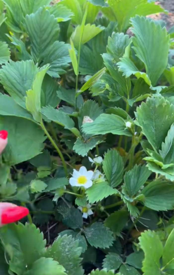 Cum arată grădina Ioanei Ginghină. Actrița a făcut turul în costum de baie