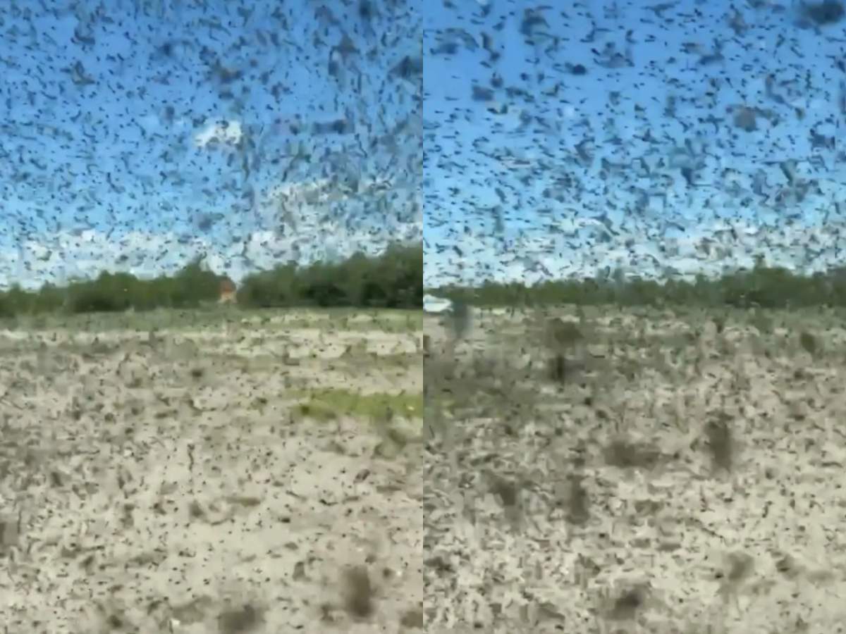 Imagini apocaliptice! Invazie de țânțari. Oamenii au fost nevoiți să se adăpostească în mașini