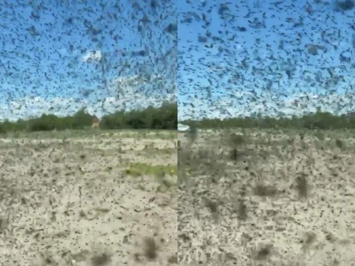 Imagini apocaliptice! Invazie de țânțari. Oamenii au fost nevoiți să se adăpostească în mașini