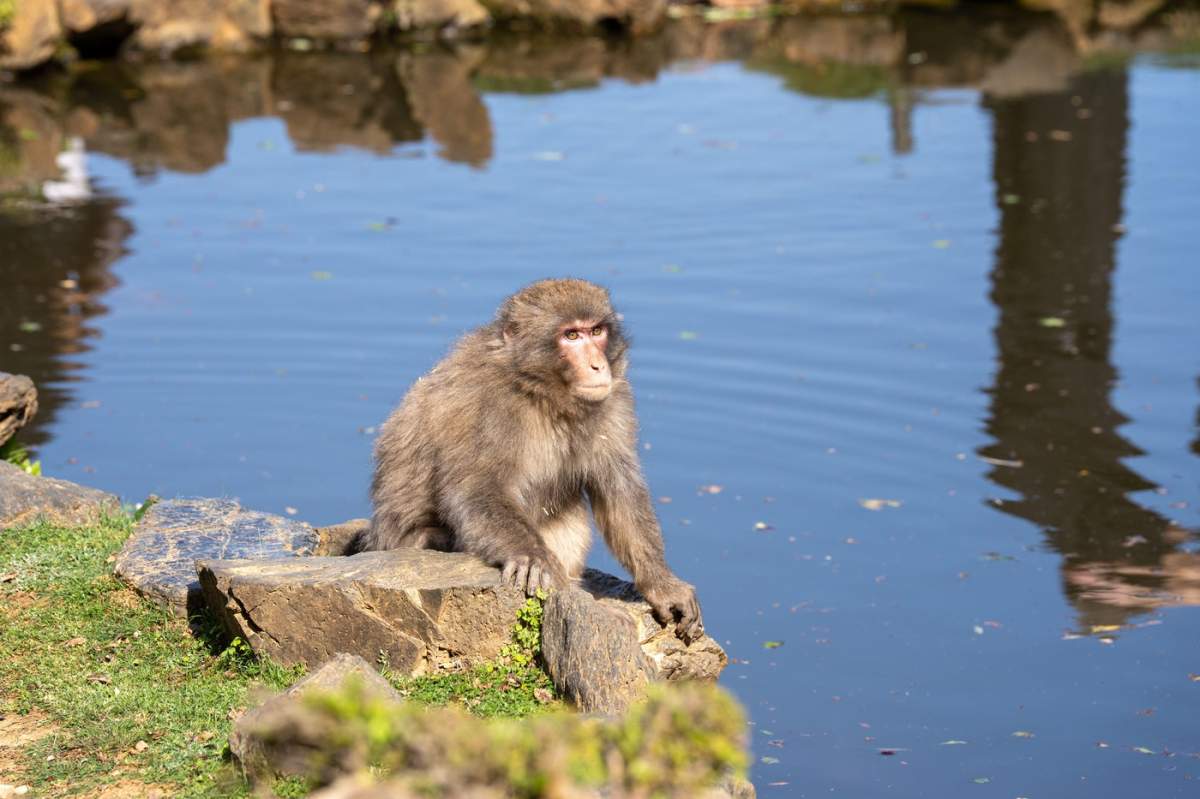 Parcul Maimuțelor Arashiyama - maimuțele se joacă lângă iaz în Kyoto, Japonia