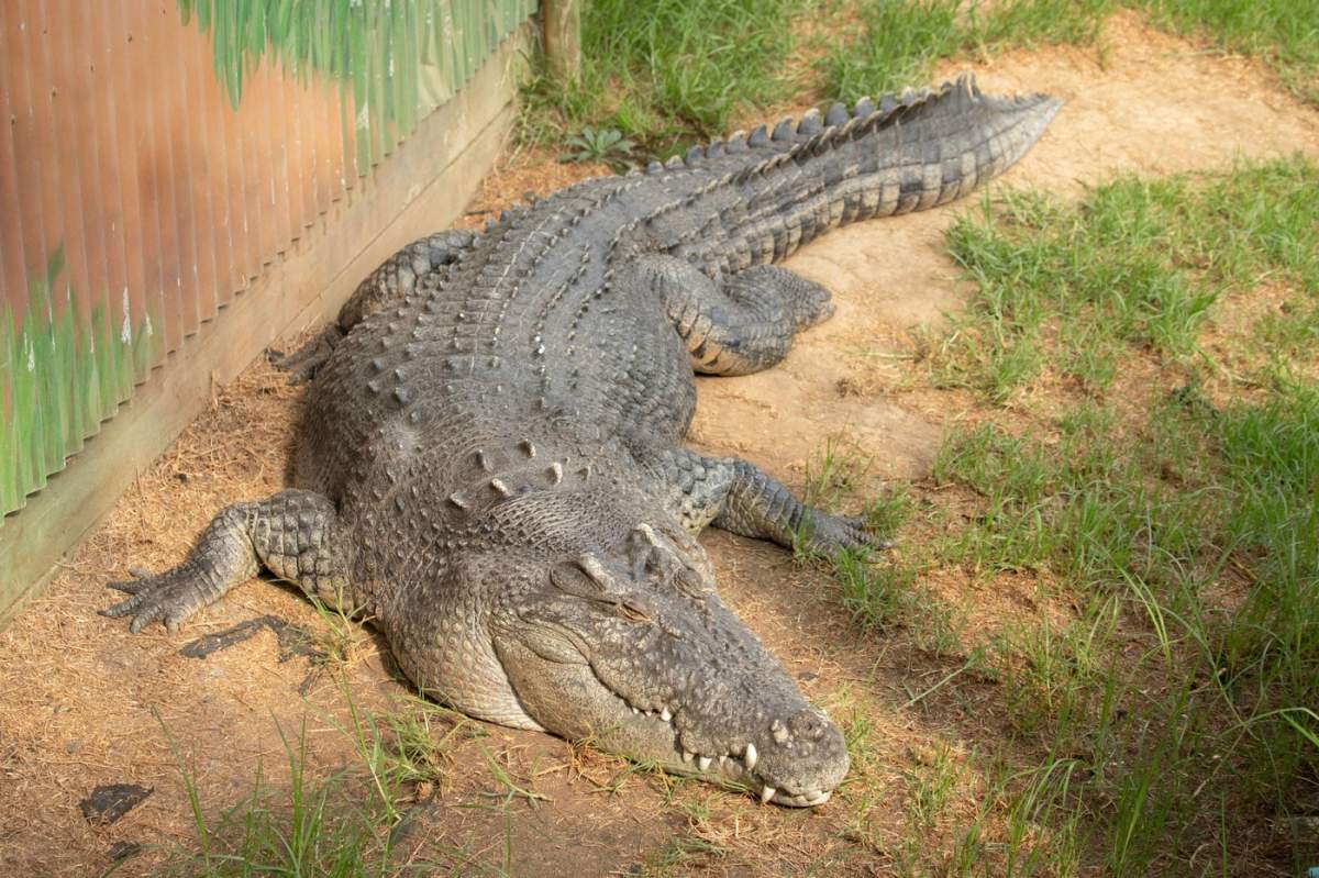 crocodil