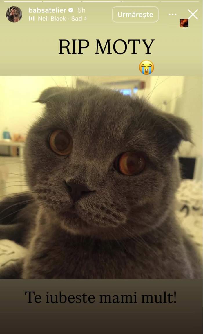 Motanul lui Babs