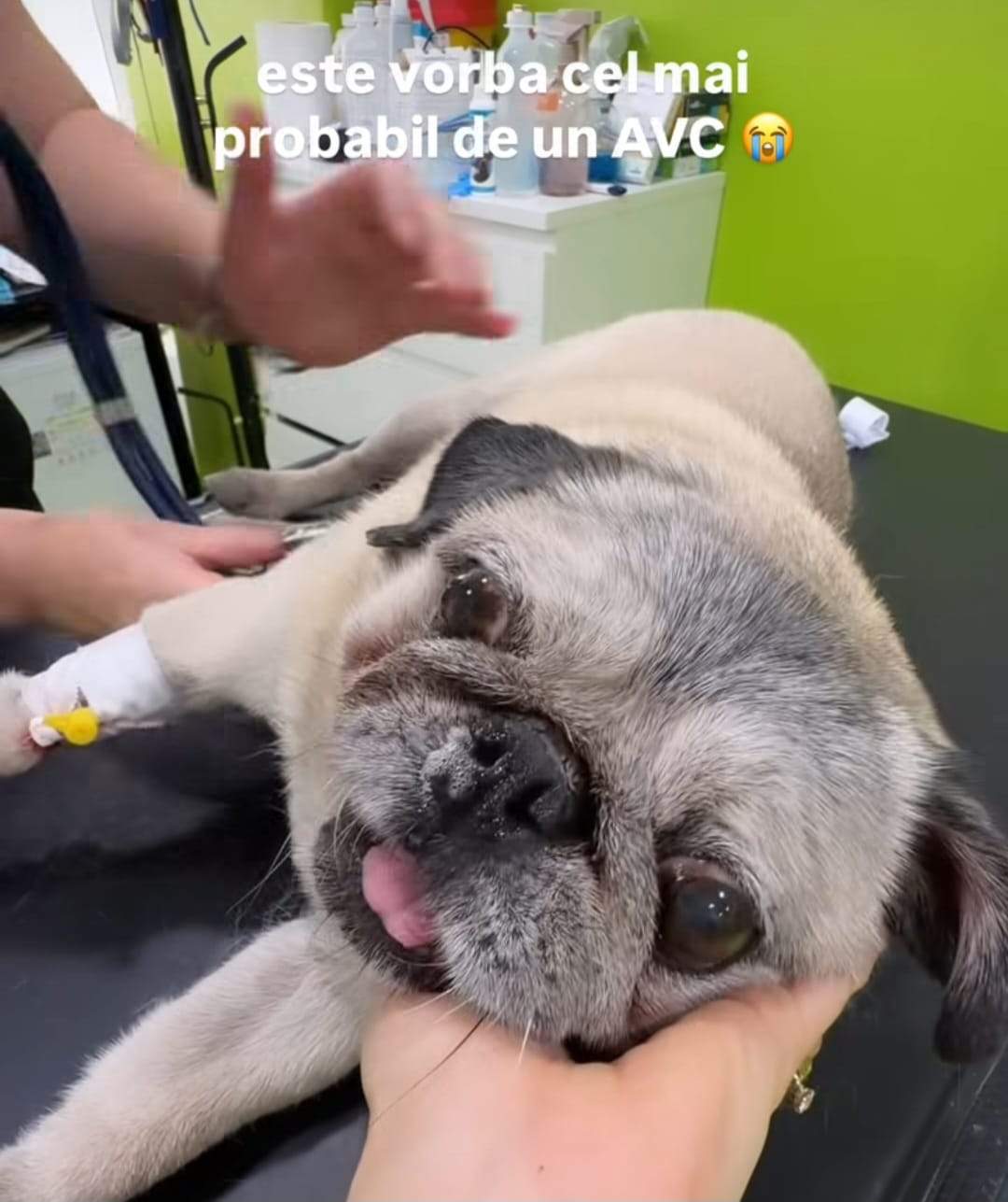 câinele Marisei Paloma