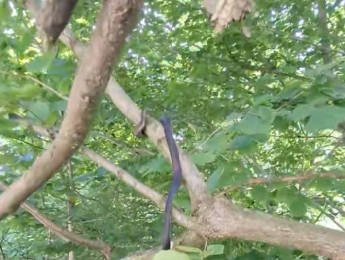 Șerpi atârnând de crengile de la copaci! Ți se face pielea de găină