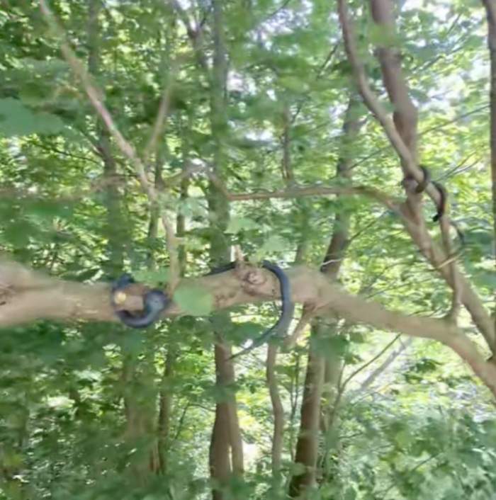 Șerpi atârnând de crengile de la copaci! Ți se face pielea de găină
