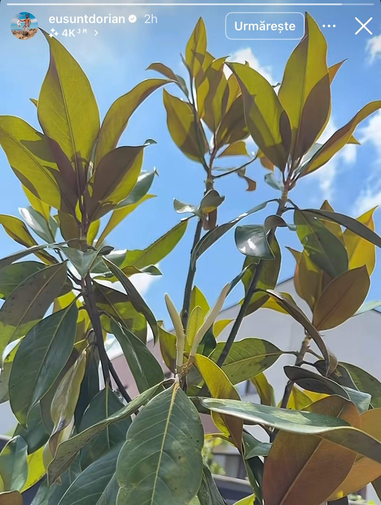 Magnolia din curtea casei lui Dorian Popa