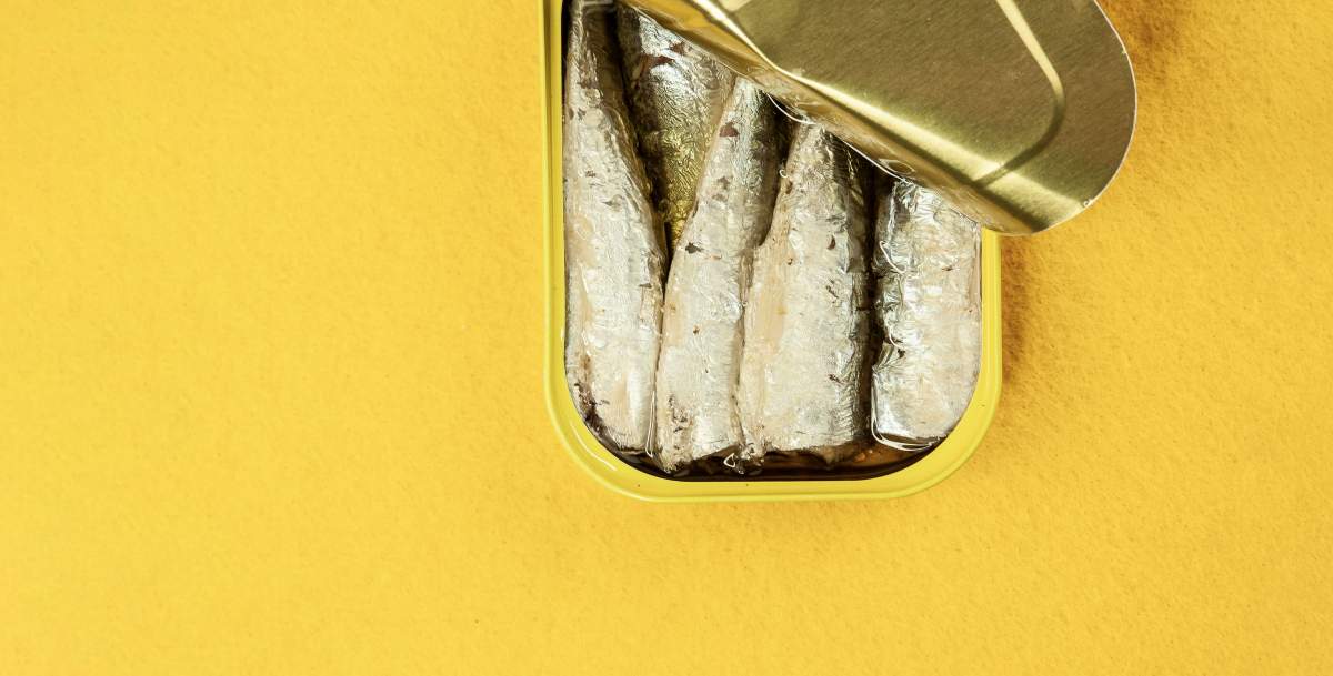 sardine