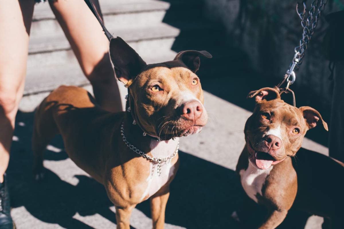 Portretul a doi pit bull terrieri pe o scară urbană