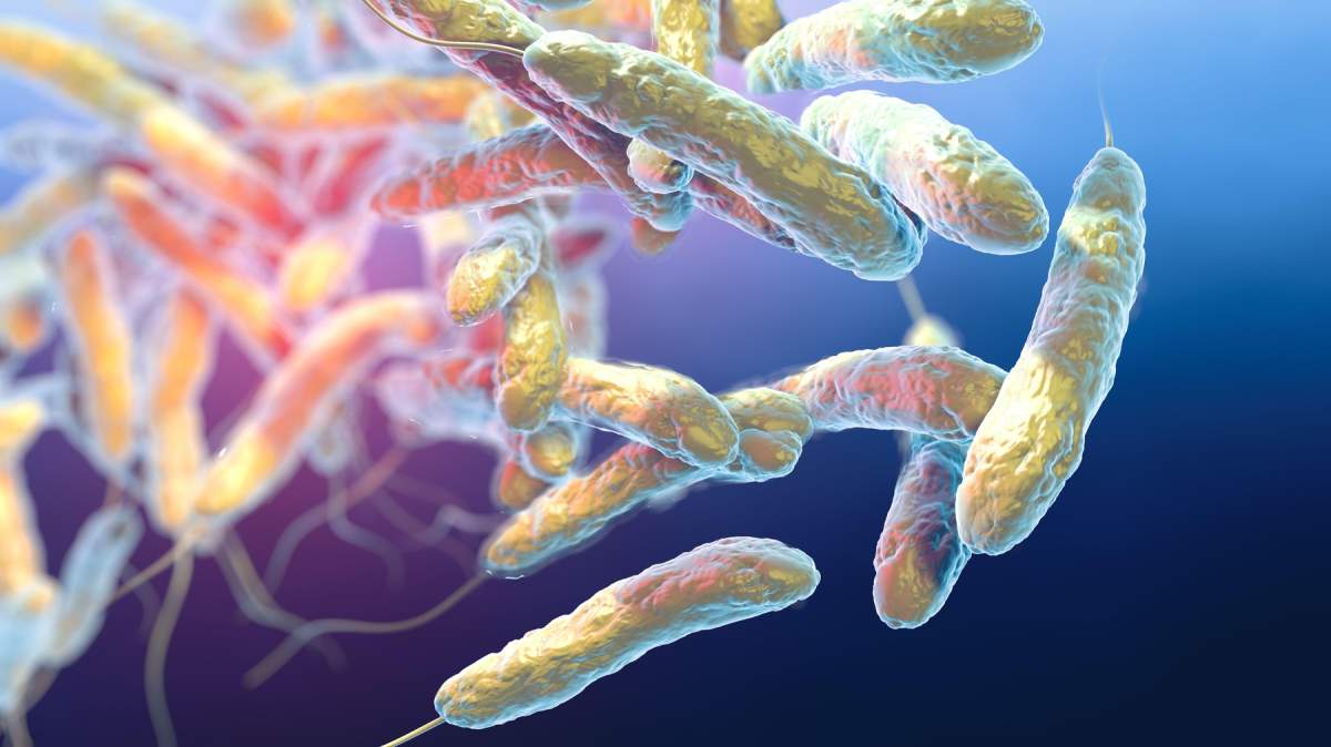 bacteria Legionella