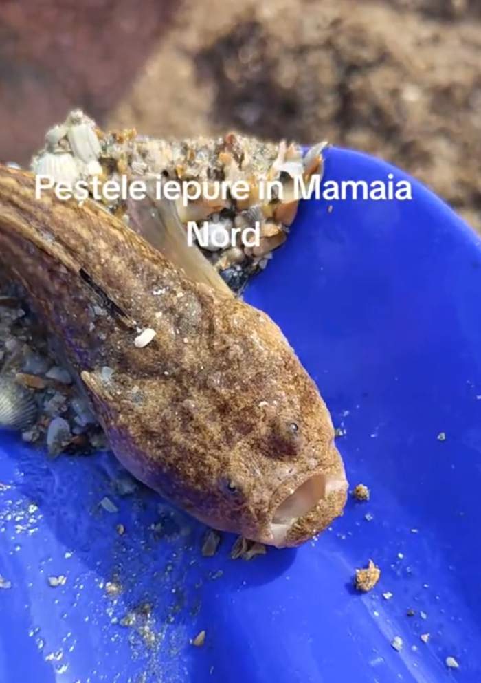 Peștele iepure, surprins și pe litoralul românesc? Imaginile din Mamaia Nord au provocat panică printre turiști