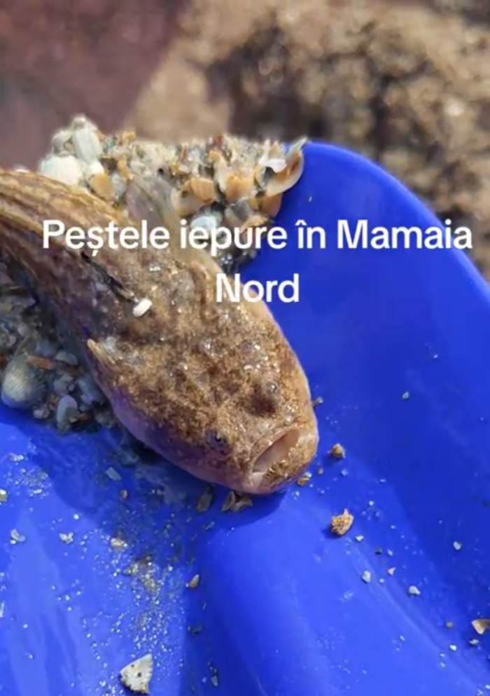 Peștele iepure, surprins și pe litoralul românesc? Imaginile din Mamaia Nord au provocat panică printre turiști