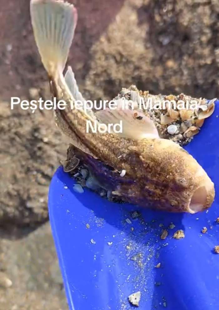 Peștele iepure, surprins și pe litoralul românesc? Imaginile din Mamaia Nord au provocat panică printre turiști